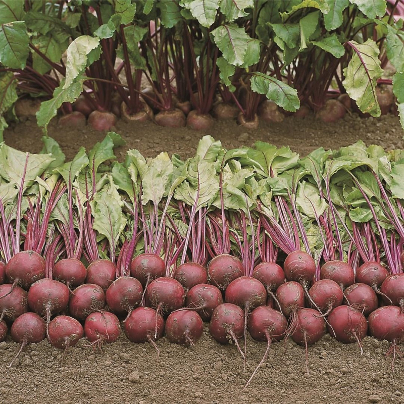 Пабло F1 25 000 шт