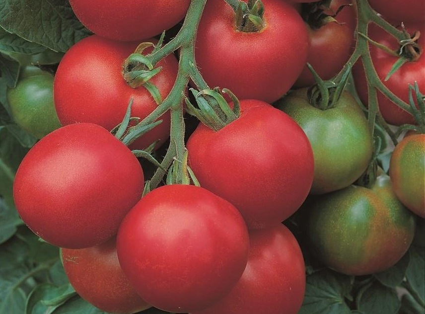 Толстой F1 1000 шт