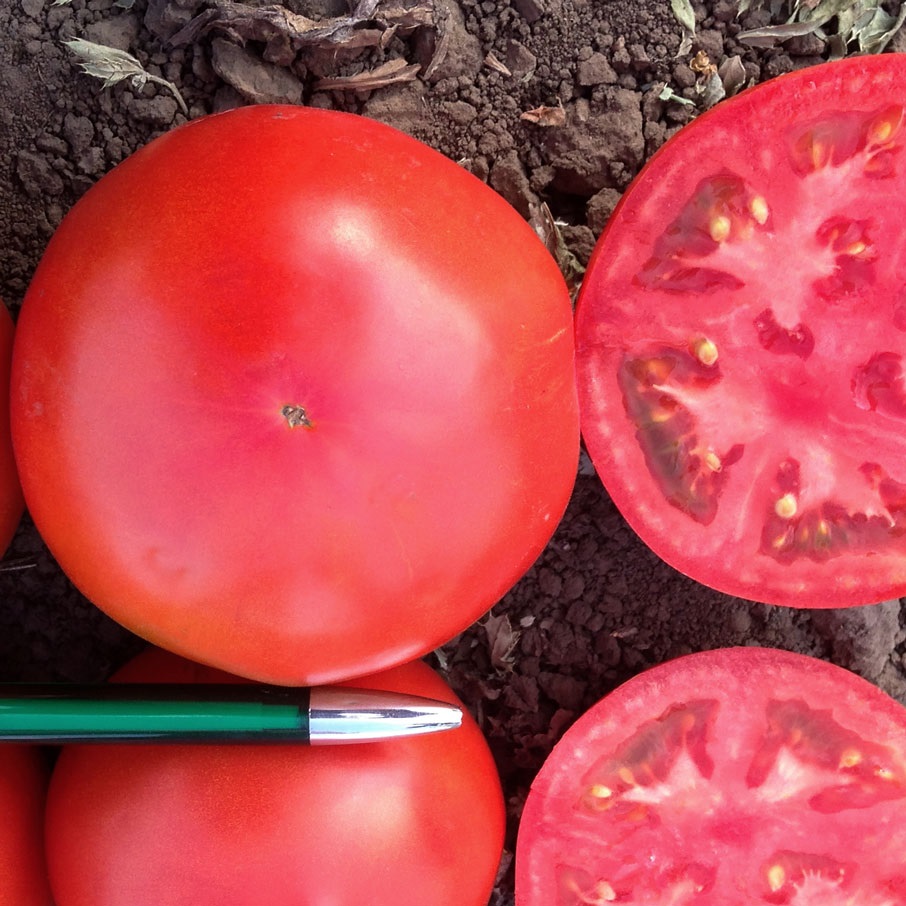 Примо Ред F1 1000 шт