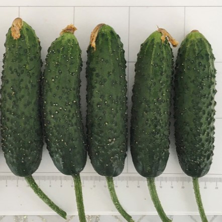 Тайгер F1 1000 шт