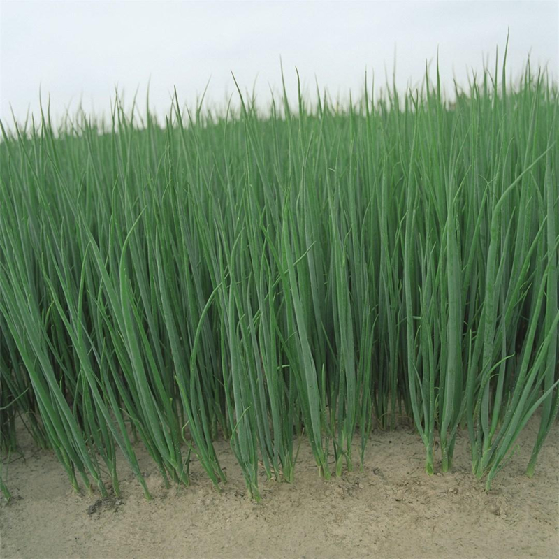 Параде 250 000 шт 