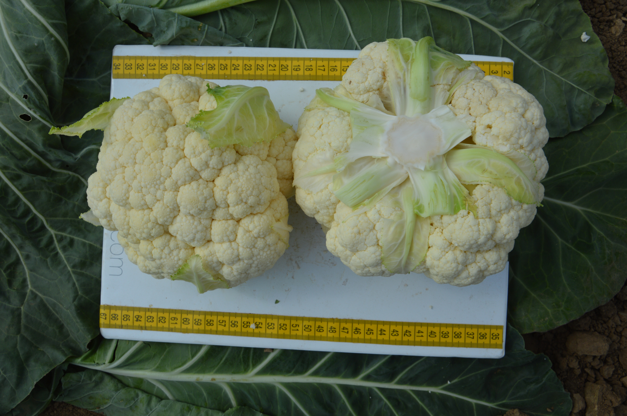 Концепт F1 2500 шт