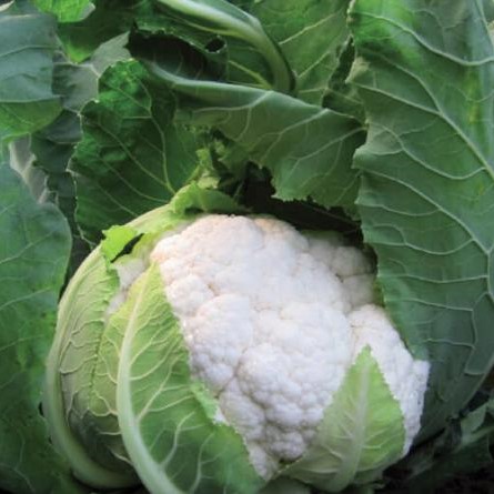 Саборд F1 2500 шт