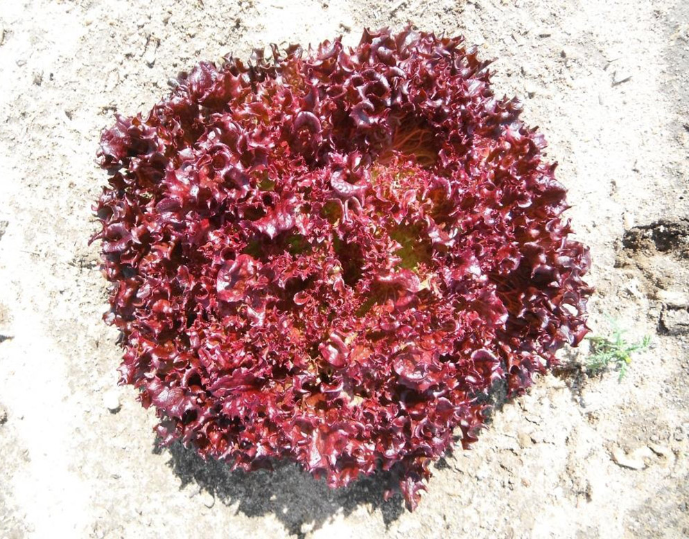 Азирка 5000 шт