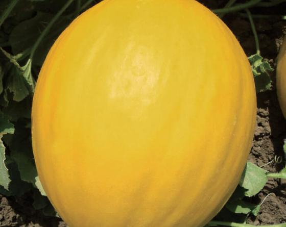 Бабор F1 1000 шт