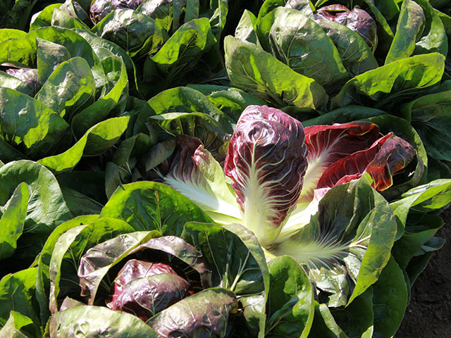 Джиове F1 5000 шт