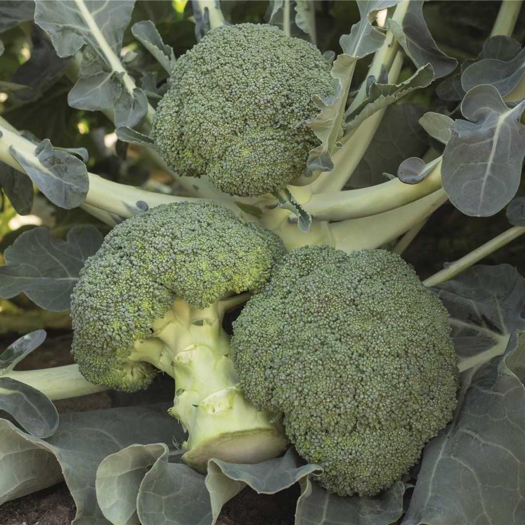 Батавия F1 2500 шт