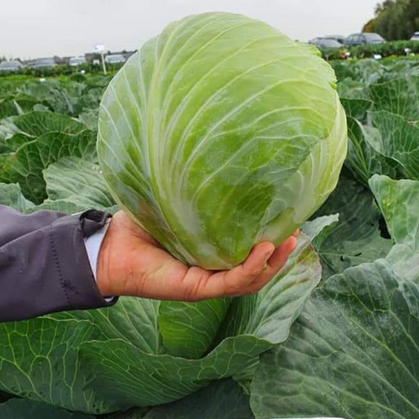 Коронет F1 2500 шт