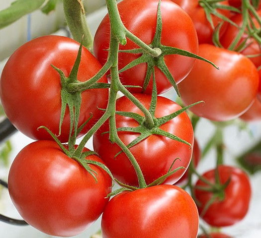 Максеза F1 1000 шт 														