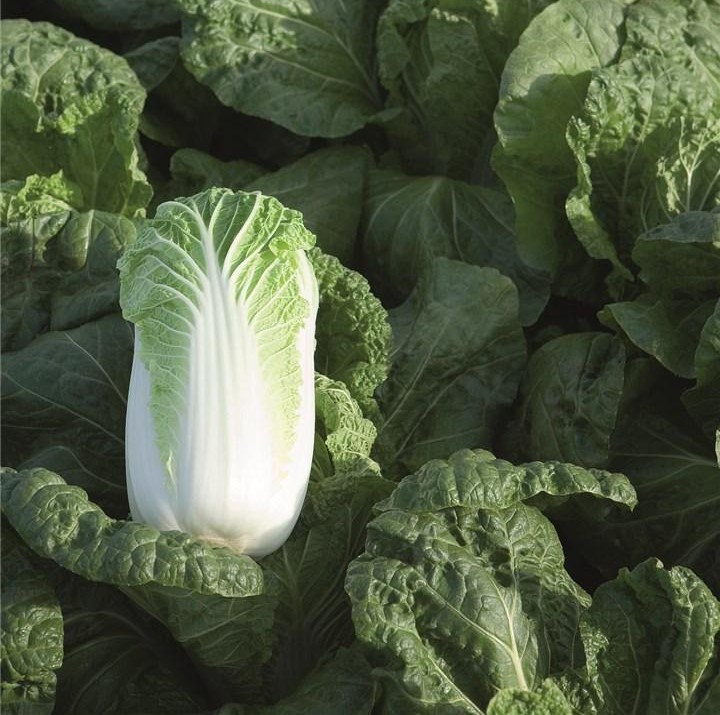 Билко F1 2500 шт