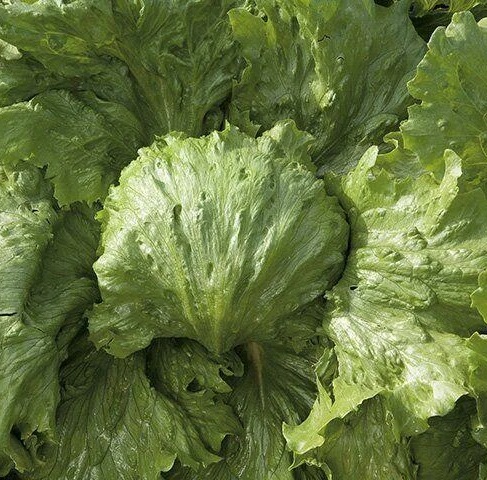 Фарито 5000 шт