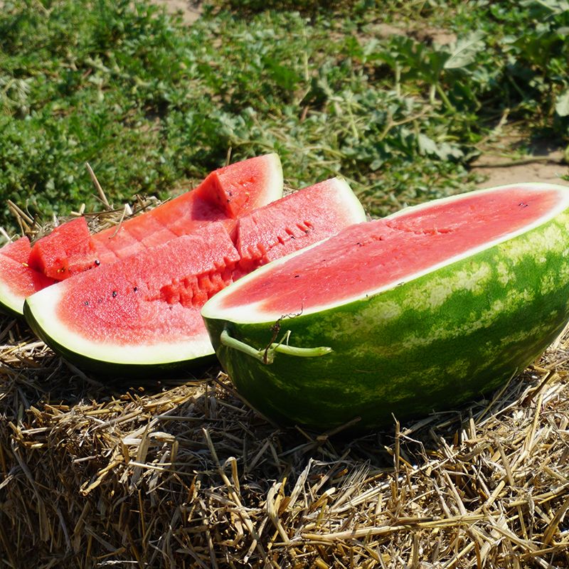 Каристан F1 2500 шт