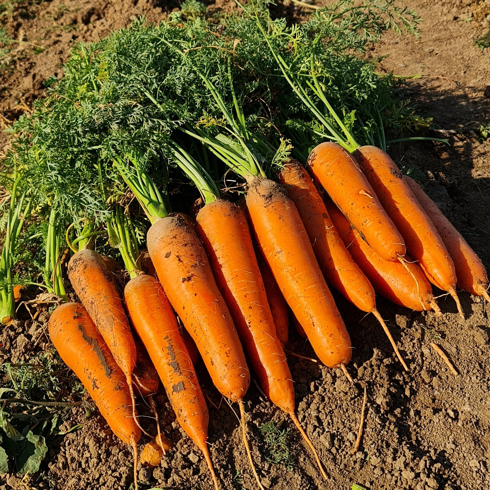 Проминанс F1 2,4-2,6 100 000 шт