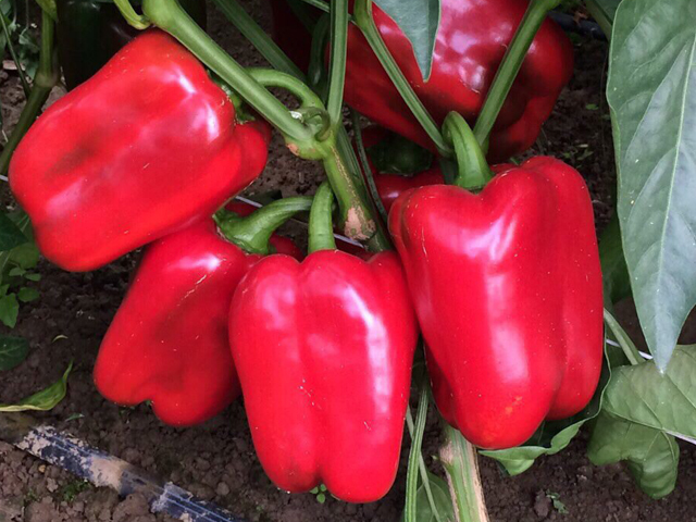 Клэр F1 500 шт