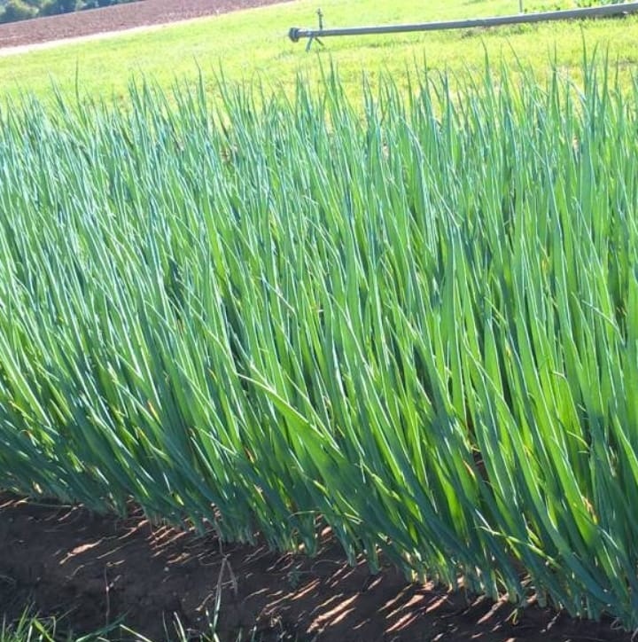 Кайгаро 250 000 шт