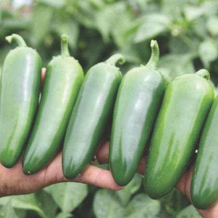 Эверман F1 250 шт