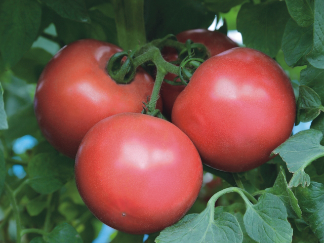 Пинк Трит F1 500 шт