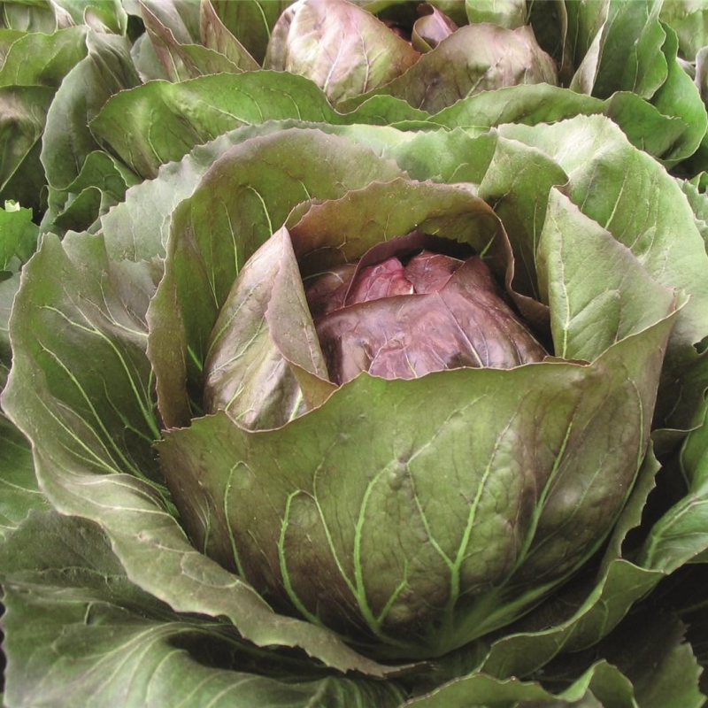 Леонардо F1 5 000 шт