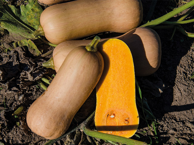 Элиана F1 500 шт