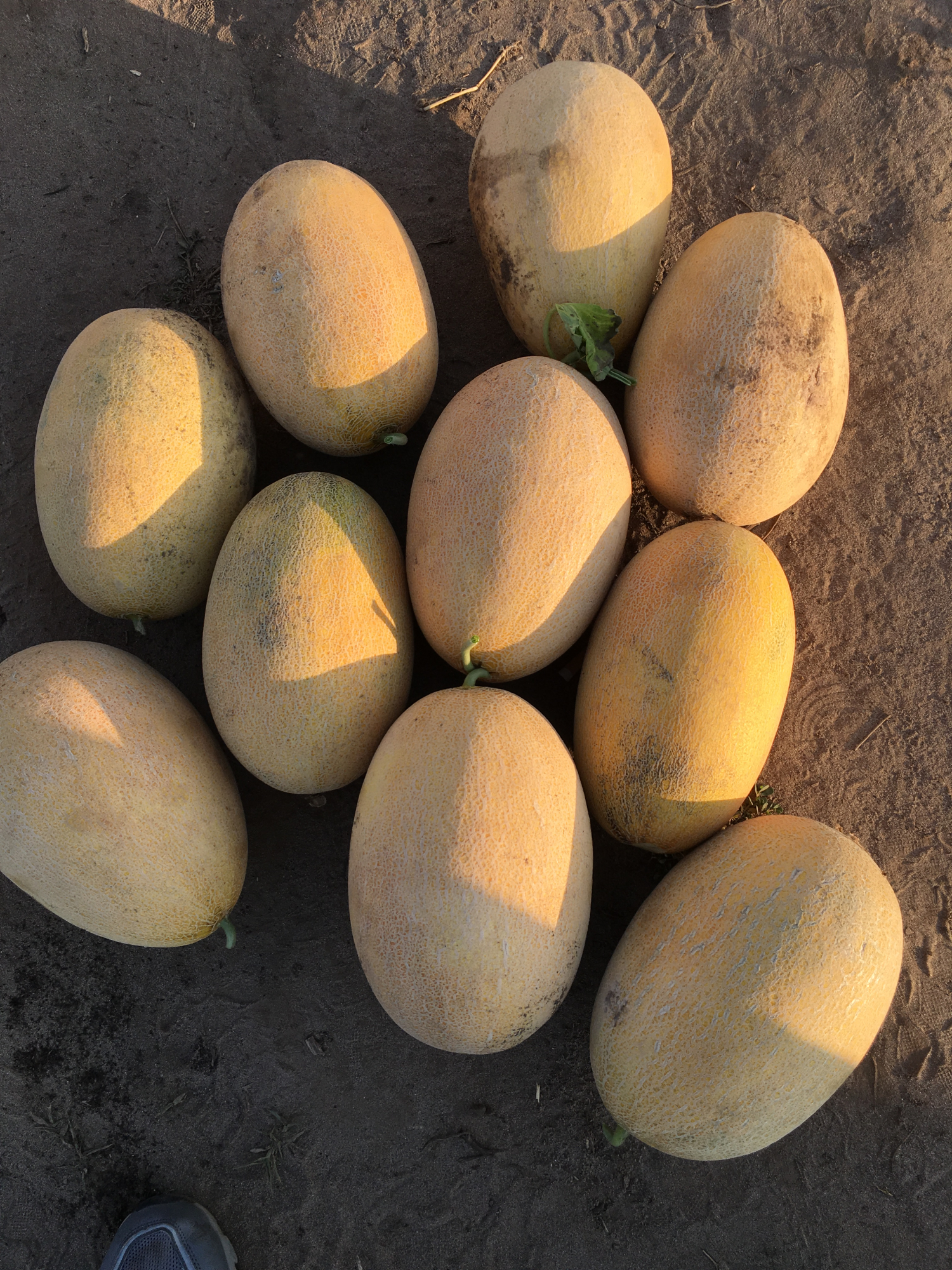 Дакаро F1 1000 шт