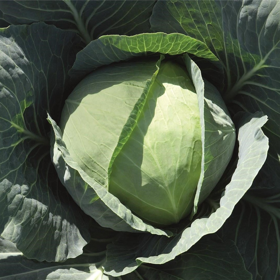 Бронко F1 2500 шт