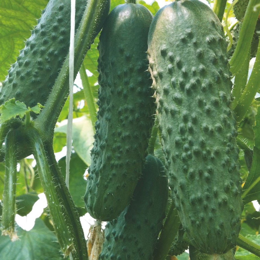 Седрик F1 500 шт