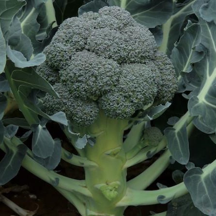 Куба F1 2500 шт