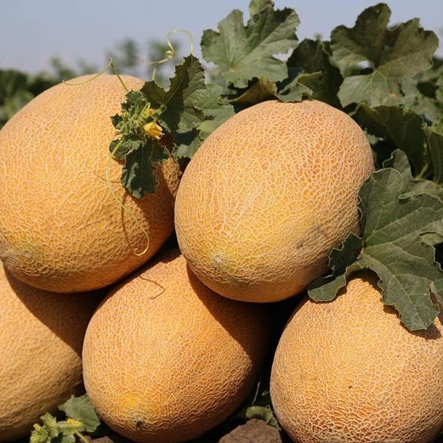 Мазиан F1 1000 шт