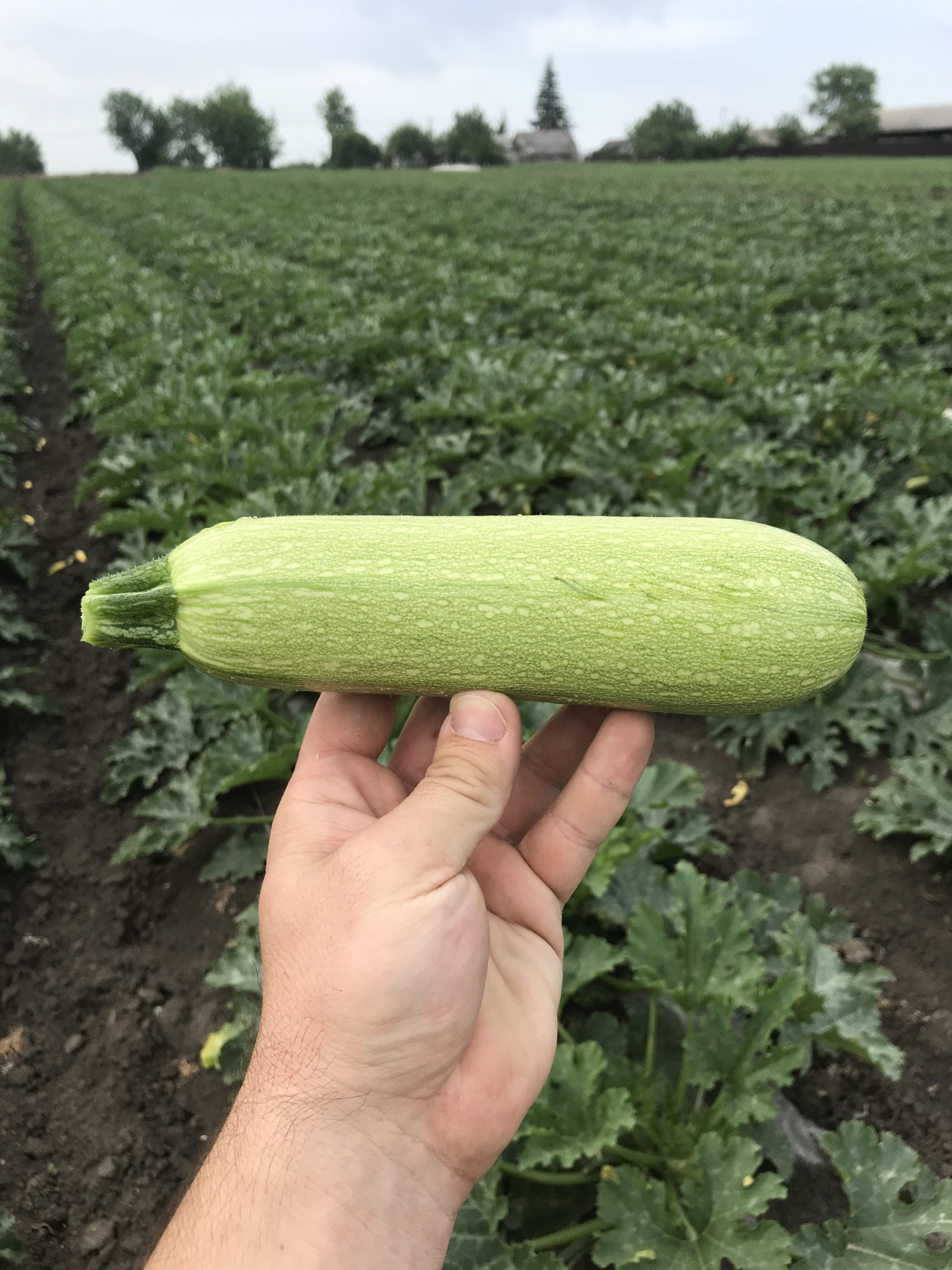 Марселла F1 500 шт