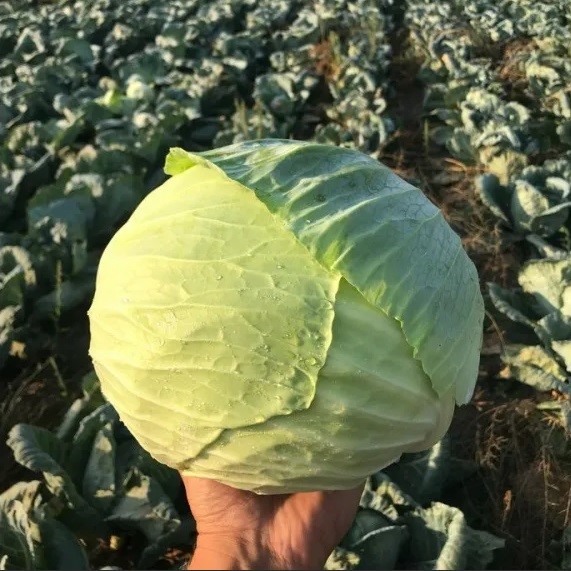 Саксесор F1 2500 шт