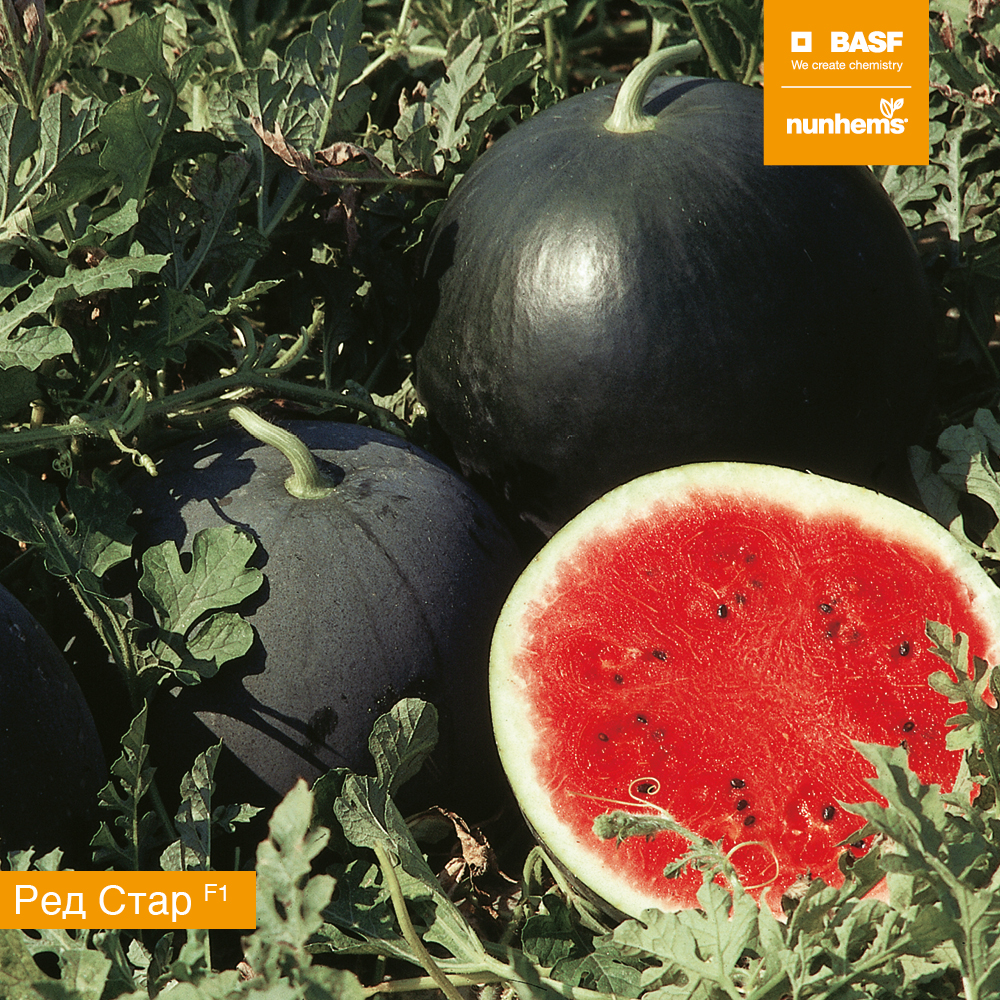 Ред стар F1 1000 шт