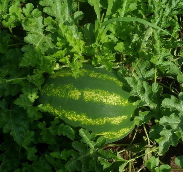 Атаман F1 1000 шт 