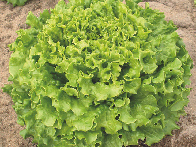 Кайпира 5 гр