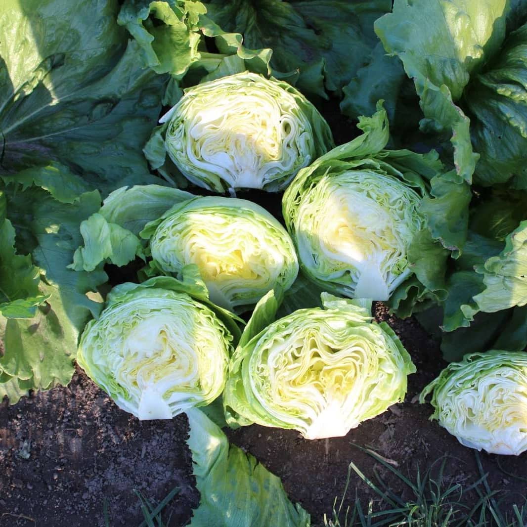 Эдуардо 5000 шт