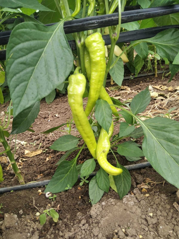 Сафьян F1 250 шт