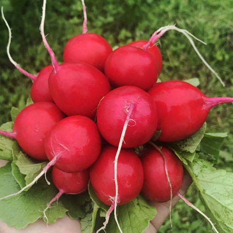 Эскала F1 500 гр.