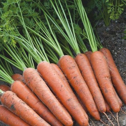 Аурантина F1 2,0-2,2 100 000 шт