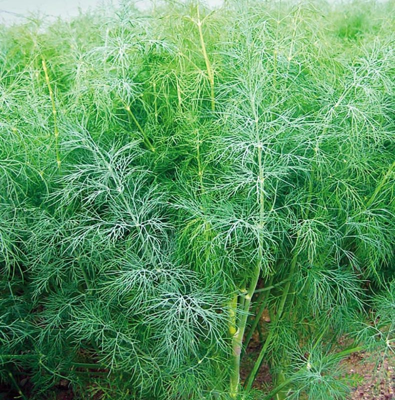 Голдкрон 250 000 шт