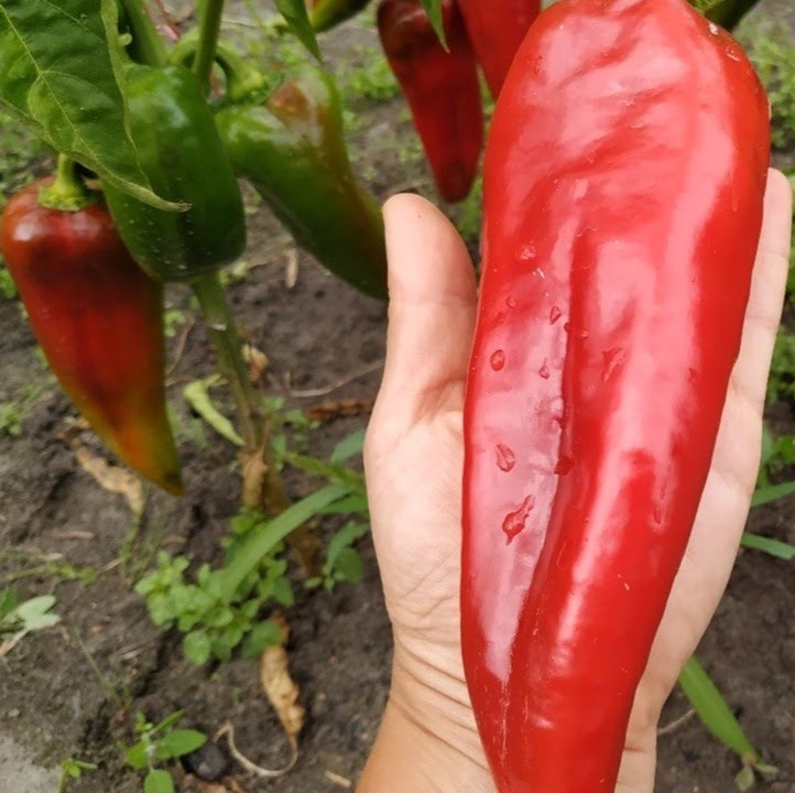 Портека F1 1000 шт