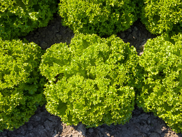 Илема 5000 шт