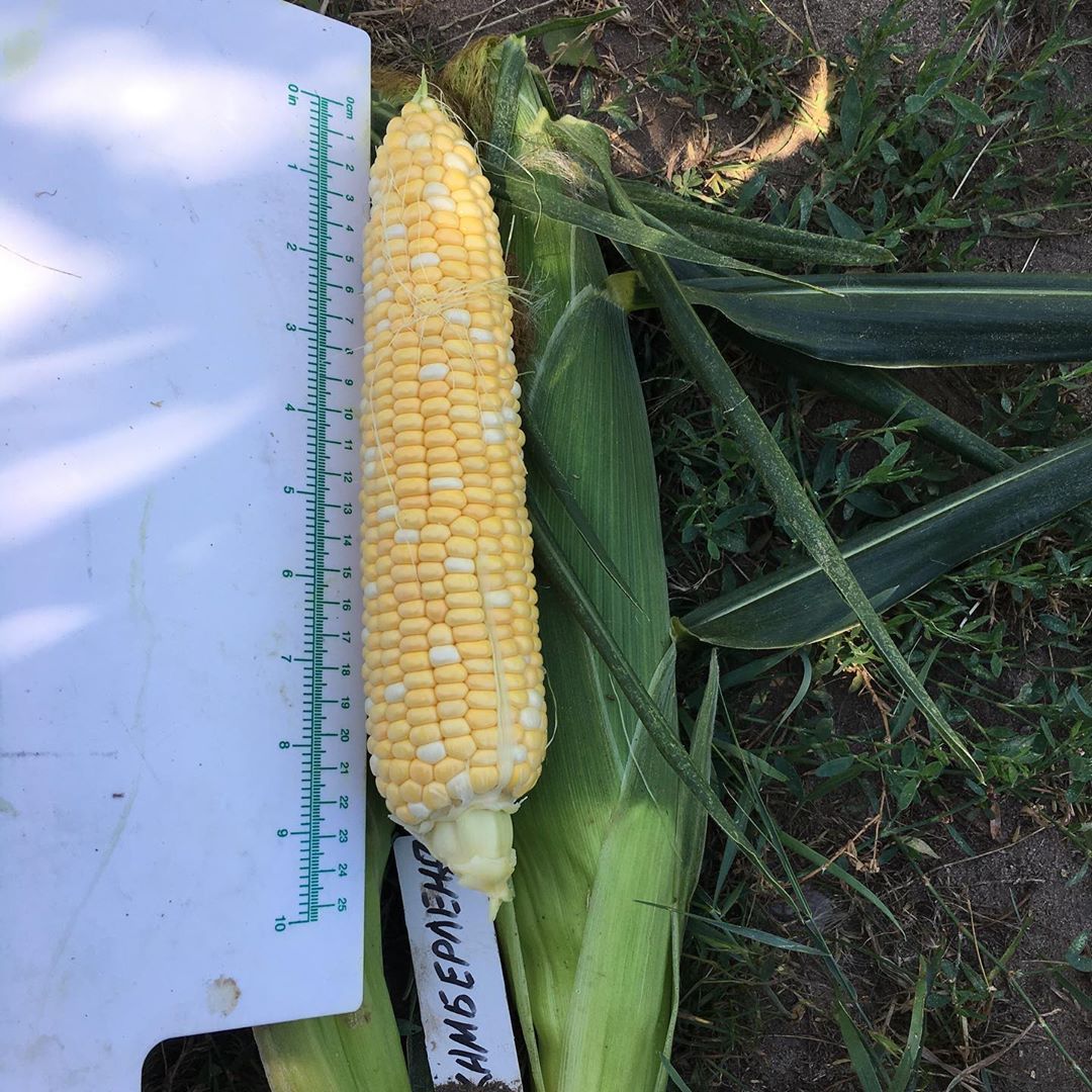 Камберлэнд F1 5000 шт