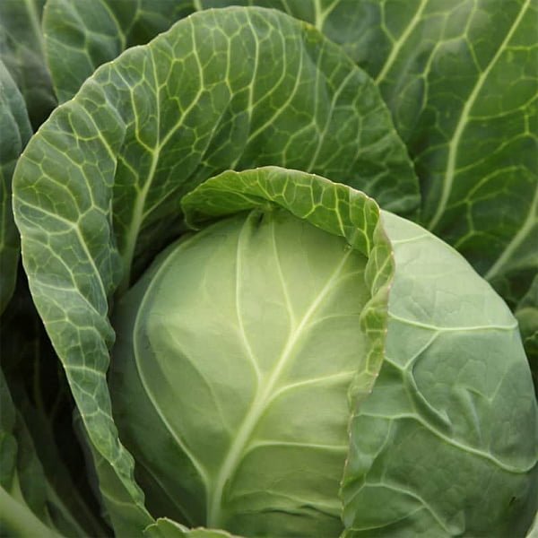 Миррор F1 2500 шт