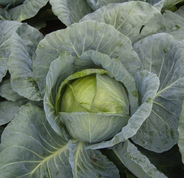 Профессор F1 2500 шт