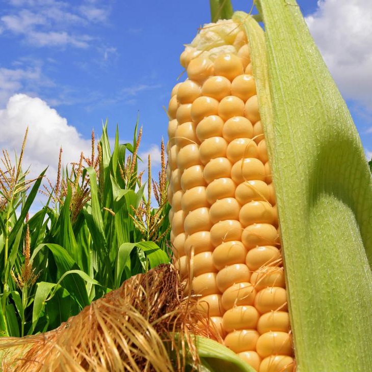 Киара F1 5000 шт