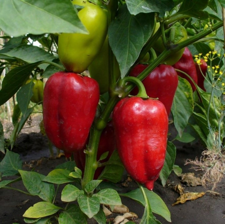 Фаст F1 500 шт