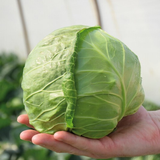 Пушма GD F1 2500 шт