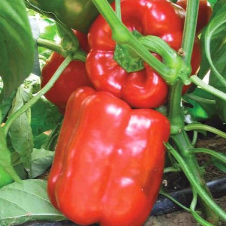 Геркулес F1 5 г