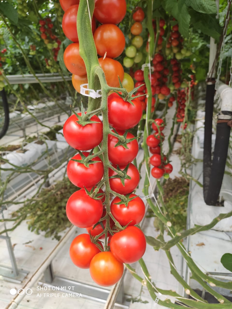 Сакура F1 250 шт 														