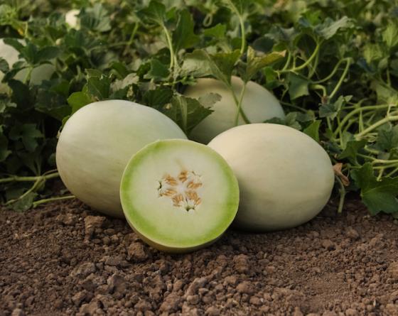 Ксения F1 1000 шт