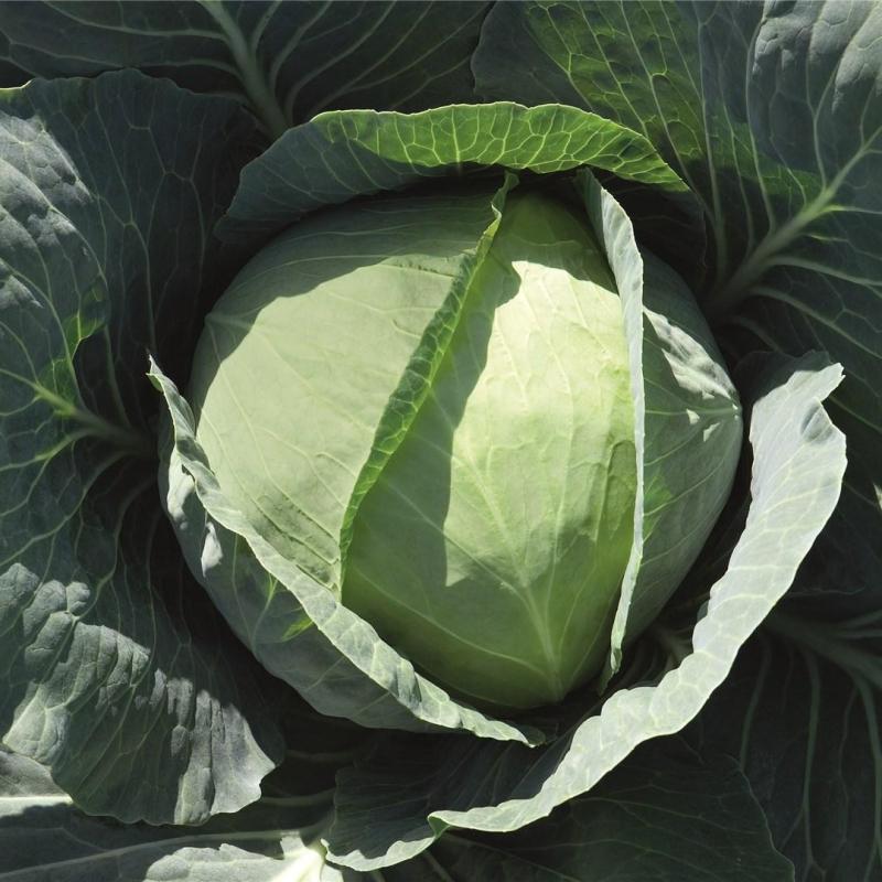 Бронко F1 2500 шт 10%НДС